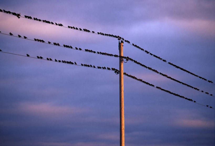 站,横图,室外,白天,正面,鸟,许多,阴影,电力,光线,密集,鸟类,电线,电线杆,线,影子,云,云朵,电能,线路,云彩,蓝色,白云,蓝天,天空,阳光,天,站着,电,电源,能量,鳞集,辘集,麋集,站立,彩图,全身