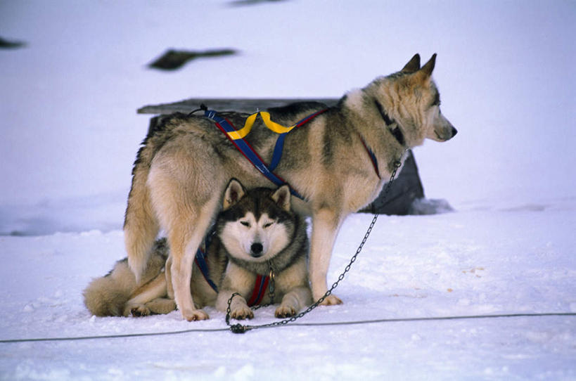 无人,横图,室外,白天,正面,旅游,度假,石头,美景,雪,大雪,宠物,狗,脚印,阴影,光线,石子,影子,积雪,景观,雪景,冬季,冬天,注视,娱乐,阳光,自然,动物,绳子,观察,看,趴着,两只,享受,休闲,景色,放松,寒冷,可爱,观看,绳索,足迹,察看,关注,自然风光,斯皮茨狗,忠诚,严寒,行踪,脚迹,石块,岩石,犬,趴,彩图,全身