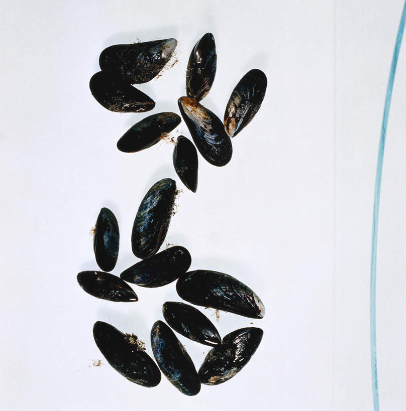 海鲜,无人,竖图,俯视,室内,白天,白色背景,贝壳,许多,散落,水产,海洋生物,黑色,摄影,影棚,水生动物,海产品,贻贝,水生物,海底动物,海虹,淡菜,壳菜,青口,彩图,高角度拍摄,影棚拍摄,拍摄