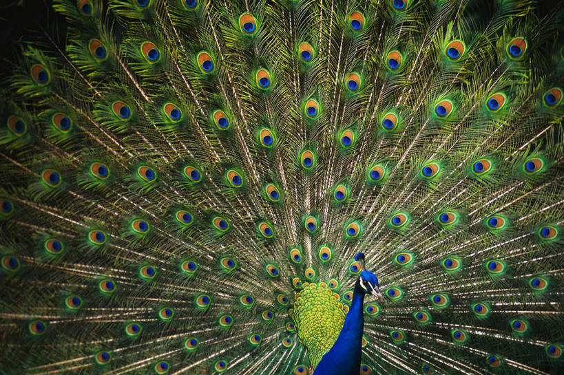 无人,横图,室外,白天,正面,孔雀,鸟,野生动物,鲜艳,鸟类,美丽,漂亮,一只,蓝色,绿色,动物,可爱,活泼,保护,吉祥,优美,华贵,善良,防御,艳丽,孔雀开屏,越鸟,百鸟之王,示威,斑斓,瑰丽,娇艳,锦绣,奇丽,求偶,彩图