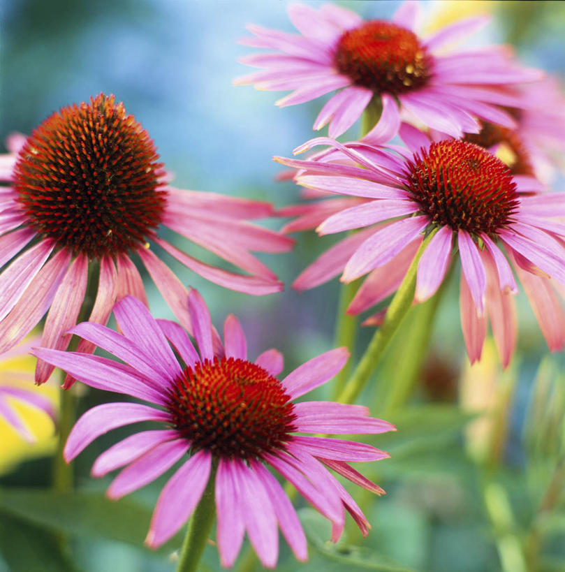 无人,竖图,室外,特写,白天,正面,旅游,度假,美景,植物,叶子,许多,朦胧,模糊,盛开,景观,绿叶,娱乐,花,花瓣,花朵,花卉,鲜花,粉色,红色,蓝色,蓝天,天空,自然,天,花蕊,享受,休闲,嫩叶,菊花,景色,放松,晴朗,自然风光,金光菊,万里无云,臭菊,黑眼菊,叶,叶片,晴空,晴空万里,彩图