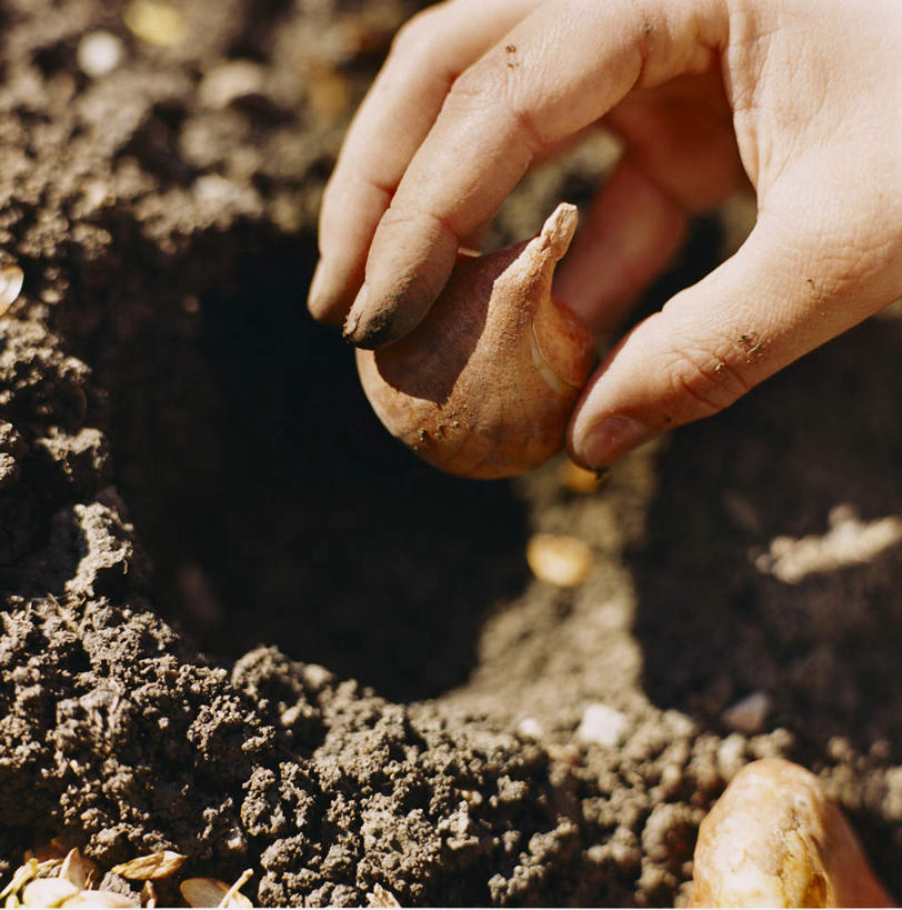 西方人,手,一个人,蹲,竖图,俯视,室外,特写,白天,蔬菜,洋葱,欧洲,欧洲人,仅一个年轻女性,仅一个女性,仅一个人,一堆,握,种植,阴影,堆叠,堆积,朦胧,模糊,新鲜,光线,影子,洞,泥土,土壤,食品,拿,拿着,食物,一个,阳光,手部,握着,洞穴,有机食品,绿色食品,单个,堆,栽培,栽种,穴,莳植,年轻女性,女人,女性,白种人,圆葱,洋葱头,球葱,蹲着,半身,彩图,高角度拍摄