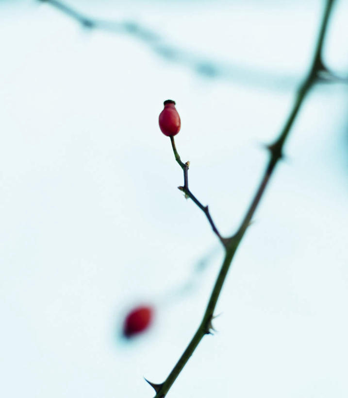 无人,竖图,室外,特写,白天,仰视,植物,阴影,朦胧,梦幻,模糊,盛开,光线,影子,枝条,浪漫,美丽,花蕾,花,花瓣,花朵,鲜花,树,树木,树枝,蓝色,蓝天,天空,阳光,天,花苞,花蕊,纯真,热恋,虬枝,枝杈,多花蔷薇,野蔷薇,白残花,刺蘼,买笑,蔷薇,彩图,低角度拍摄