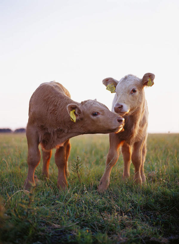 无人,站,竖图,室外,白天,正面,旅游,度假,草地,草坪,美景,植物,牛,两头,阴影,光线,影子,景观,娱乐,草,树,树木,蓝色,绿色,蓝天,天空,阳光,自然,动物,天,站着,享受,休闲,家畜,景色,放松,牲畜,生长,幼崽,成长,自然风光,碰,站立,彩图,全身