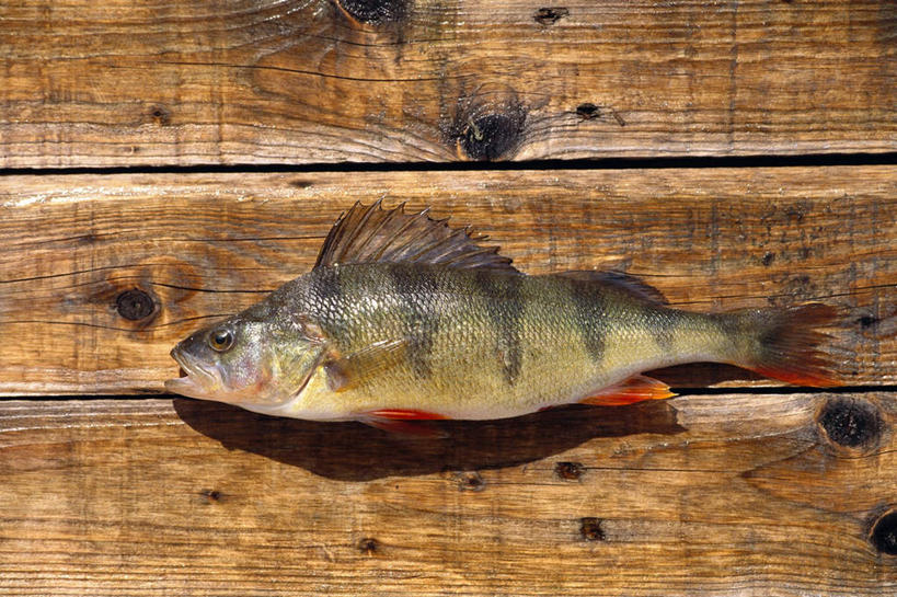 无人,横图,俯视,室外,白天,旅游,度假,美景,一条,木制,鱼,景观,娱乐,鱼类,海洋生物,自然,木制品,享受,休闲,景色,放松,死亡,放置,搁置,安排,自然风光,水生动物,血迹,水生物,海底动物,殒命,灭亡,彩图,高角度拍摄,全身