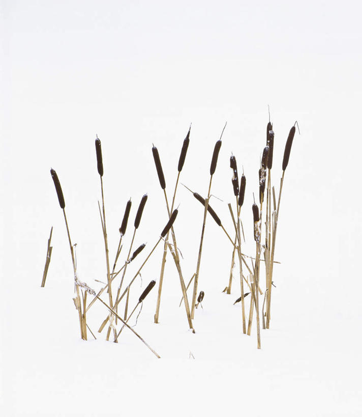 无人,竖图,俯视,室外,白天,旅游,度假,美景,瑞典,欧洲,一排,整齐,景观,娱乐,排列,自然,享受,休闲,景色,放松,斯堪的纳维亚,队列,自然风光,北欧,斯堪的纳维亚半岛,灯芯草,灯心草,蔺草,龙须草,马棕根,蓑衣草,野席草,布胡斯,瑞典王国,彩图,高角度拍摄