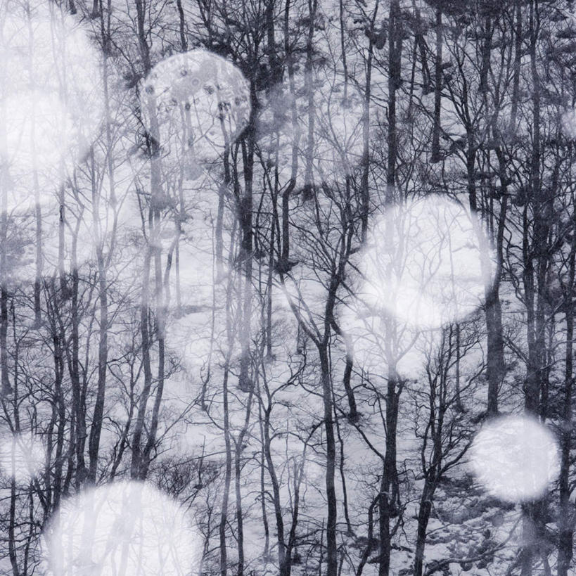 无人,方图,室外,白天,正面,旅游,度假,树林,植物,瑞典,欧洲,娱乐,树,树木,绿色,风景,自然,享受,休闲,景色,放松,生长,成长,风光,景物,斯堪的纳维亚,北欧,斯堪的纳维亚半岛,风物,光景,景致,瑞典王国,彩图