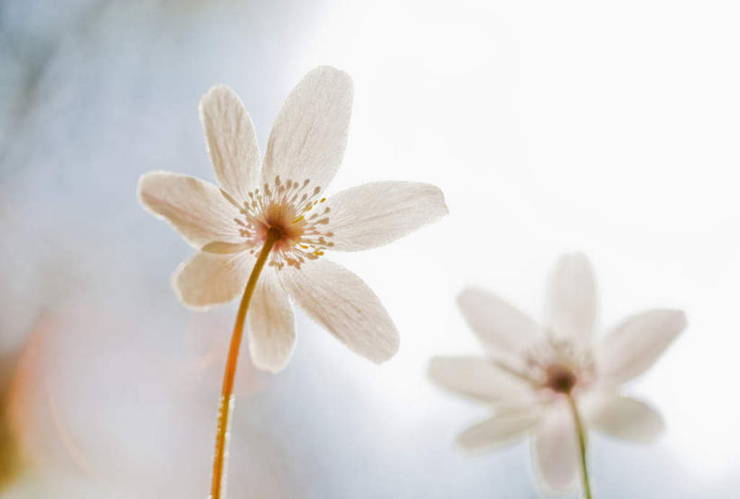 无人,横图,室外,特写,白天,正面,旅游,度假,阴影,盛开,光线,影子,花蕾,娱乐,花,花瓣,花朵,鲜花,两朵,白色,风景,阳光,花苞,花蕊,享受,休闲,景色,放松,银莲花,风光,景物,银莲,复活节花,风物,光景,景致,彩图