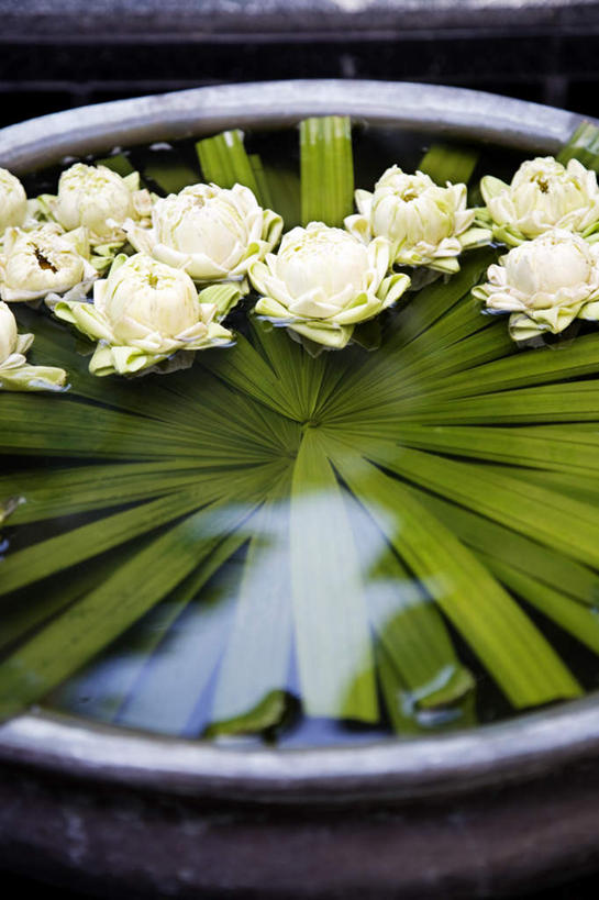 无人,竖图,俯视,室外,特写,白天,美景,植物,叶子,阴影,装饰,盛开,飘扬,光线,纹理,影子,陶瓷,水缸,景观,绿叶,陶瓷制品,花蕾,花,花瓣,花朵,鲜花,绿色,白色,阳光,自然,容器,花苞,花蕊,嫩叶,景色,储藏,华丽,修饰,点缀,储存,自然风光,肌理,衬托,美观,雅致,雅观,浮荡,飘拂,漂荡,飘零,叶,叶片,叶脉,彩图,高角度拍摄,贮存,飘荡