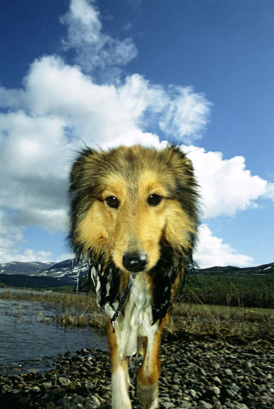 无人,站,竖图,室外,白天,仰视,旅游,度假,草地,草坪,美景,植物,宠物,狗,阴影,光线,影子,景观,云,云朵,云彩,注视,娱乐,草,树,树木,一只,蓝色,绿色,白云,蓝天,天空,阳光,自然,动物,天,观察,看,站着,张嘴,享受,休闲,景色,放松,可爱,生长,牧羊犬,晴朗,成长,观看,察看,关注,自然风光,张大嘴巴,喜乐蒂牧羊犬,忠诚,喜乐蒂,喜乐蒂犬,设得兰群岛牧羊犬,谢德兰牧羊犬,晴空,张开嘴,犬,站立,半身,彩图,低角度拍摄