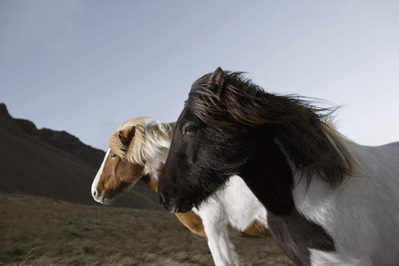 无人,农田,站,横图,室外,白天,侧面,旅游,度假,庄稼,农作物,草地,草坪,山,山脉,植物,马,野生动物,欧洲,冰岛,阴影,光线,影子,山峰,山峦,注视,娱乐,草,蓝色,绿色,风景,蓝天,天空,阳光,动物,群山,天,观察,看,站着,享受,休闲,景色,放松,运输,牲畜,晴朗,观看,风光,察看,景物,两匹,关注,北欧,万里无云,冰岛共和国,风物,光景,景致,冰岛马,晴空,晴空万里,站立,半身,彩图,耕地,庄稼田