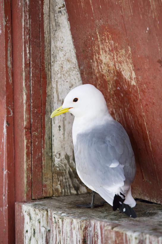 无人,竖图,室外,白天,侧面,海鸟,鸟,阴影,光线,木制,鸟类,影子,墙,扭头,注视,墙壁,墙面,一只,红色,阳光,木制品,观察,看,转头,栖息,观看,察看,关注,三趾鸥,栖身,彩图,全身