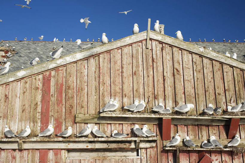 无人,家,木屋,横图,室外,白天,仰视,旅游,度假,海鸟,鸟,挪威,欧洲,一排,许多,飞翔,伸展,张开,展翅,阴影,整齐,飞行,光线,翅膀,鸟类,影子,墙,很多,翱翔,注视,娱乐,飞,墙壁,墙面,住宅,排列,蓝色,风景,蓝天,天空,阳光,天,观察,看,享受,休闲,景色,放松,栖息,晴朗,观看,风光,察看,景物,斯堪的纳维亚,队列,关注,北欧,斯堪的纳维亚半岛,张开翅膀,万里无云,风物,光景,景致,三趾鸥,挪威王国,栖身,展开翅膀,晴空,晴空万里,彩图,低角度拍摄,全身,茅舍,茅屋,棚屋,小木屋,小屋