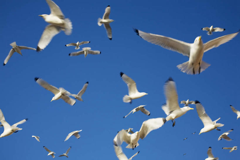 无人,横图,室外,白天,仰视,旅游,度假,美景,海鸟,鸟,挪威,欧洲,一群,许多,飞翔,伸展,张开,展翅,阴影,飞行,光线,翅膀,鸟类,影子,景观,很多,翱翔,娱乐,飞,蓝色,蓝天,天空,阳光,自然,天,享受,休闲,景色,放松,晴朗,斯堪的纳维亚,自然风光,北欧,斯堪的纳维亚半岛,张开翅膀,万里无云,三趾鸥,挪威王国,展开翅膀,晴空,晴空万里,半身,彩图,低角度拍摄