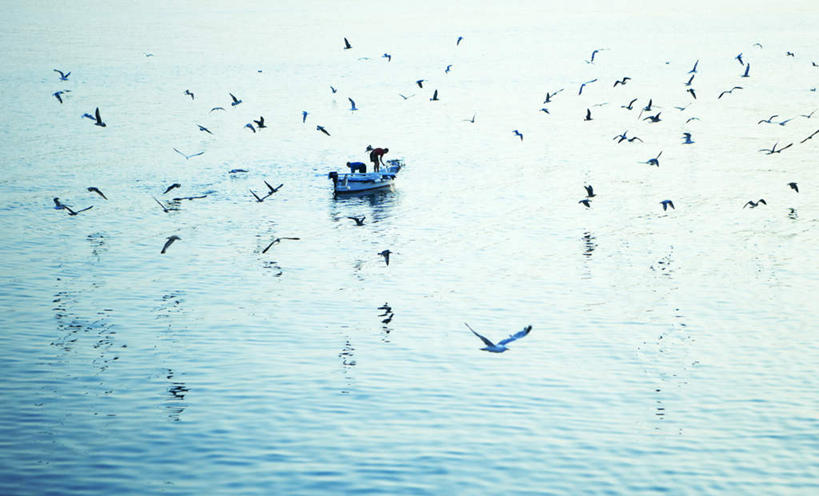 无人,横图,室外,白天,正面,旅游,度假,海浪,海洋,美景,船,海鸟,海鸥,鸟,欧洲,克罗地亚,飞翔,伸展,张开,展翅,阴影,飞行,光线,翅膀,鸟类,影子,景观,浪花,木船,渔船,拂晓,黎明,翱翔,注视,娱乐,飞,阳光,自然,海水,交通工具,观察,看,享受,休闲,景色,放松,观看,察看,舟,关注,自然风光,载具,海景,张开翅膀,克罗地亚共和国,展开翅膀,大海,风浪,海,海水的波动,近岸浪,涌浪,彩图,全身