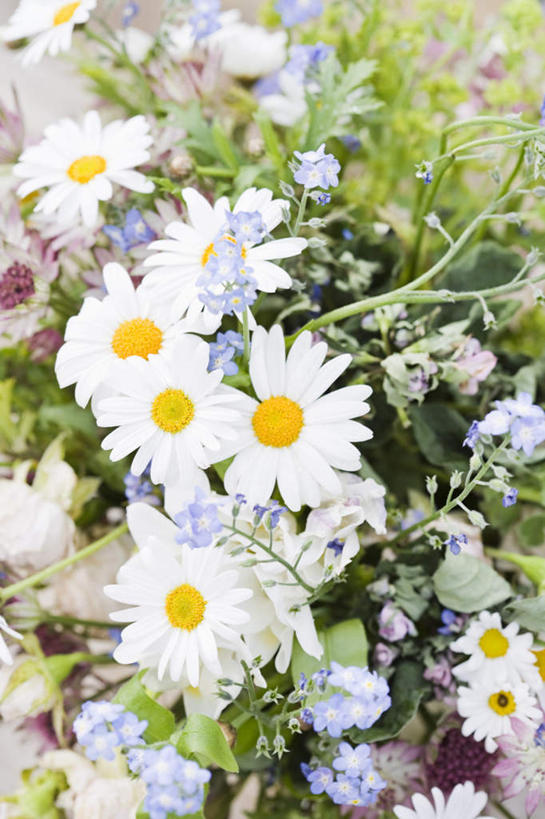 无人,竖图,俯视,室外,特写,白天,爱情,美景,勿忘我,许多,阴影,盛开,光线,影子,景观,很多,花蕾,花,花瓣,花朵,鲜花,白色,阳光,自然,花束,花苞,花蕊,菊花,景色,吉祥,自然风光,高洁,长寿,怀恋,清净,真情,寿客,秋菊,星辰花,勿忘草,斯太菊,矶松,彩图,高角度拍摄