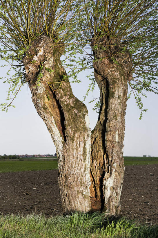 无人,农田,竖图,室外,白天,正面,旅游,度假,庄稼,农作物,草地,草坪,美景,树林,植物,瑞典,欧洲,阴影,光线,影子,景观,娱乐,草,树,树木,蓝色,绿色,蓝天,天空,阳光,自然,天,享受,休闲,景色,放松,生长,晴朗,成长,斯堪的纳维亚,自然风光,北欧,斯堪的那维亚,斯堪的那维亚半岛,斯堪的纳维亚半岛,万里无云,瑞典王国,晴空,晴空万里,彩图,耕地,庄稼田,斯堪尼省