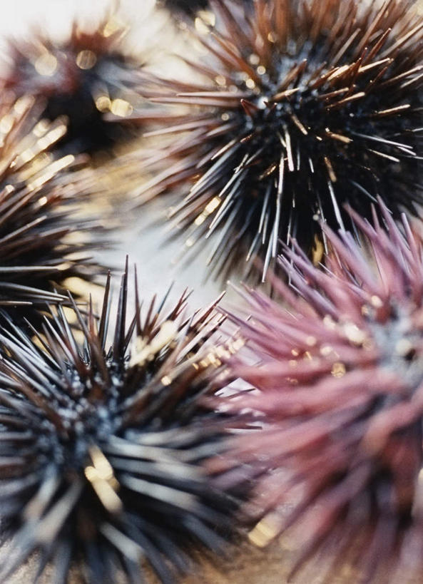 无人,竖图,室外,特写,白天,正面,海胆,野生动物,一排,阴影,整齐,光线,影子,排列,阳光,动物,可爱,活泼,五只,队列,刺锅子,海刺猬,半身,彩图