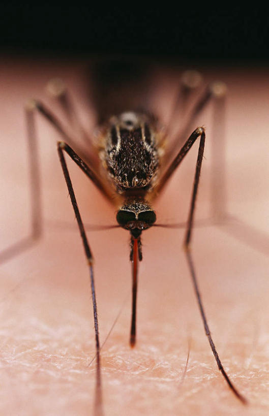 西方人,一个人,竖图,室外,特写,白天,正面,蚊子,欧洲,欧洲人,仅一个男性,仅一个人,咬,细菌,昆虫,仅一个年轻男性,一只,黑色,动物,肌肤,皮肤,病菌,害虫,传染,四害,男人,男性,年轻男性,白种人,寻觅蚊,半身,彩图