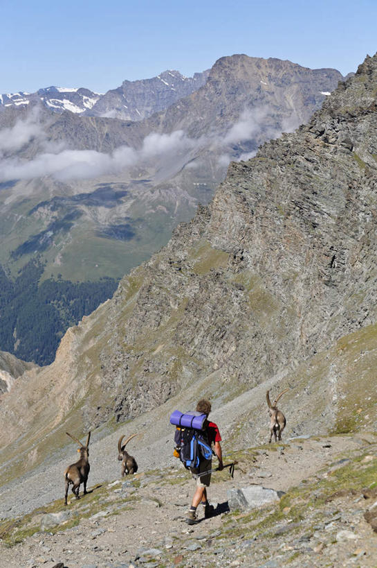 西方人,一个人,站,竖图,俯视,室外,白天,旅游,度假,草地,草坪,美景,山,山脉,植物,哺乳动物,鹿,野生动物,意大利,欧洲,欧洲人,仅一个男性,仅一个人,阴影,光线,包,影子,景观,山峰,山峦,旅行包,注视,娱乐,草,树,树木,仅一个年轻男性,蓝色,绿色,蓝天,天空,阳光,自然,动物,背包,群山,天,观察,看,站着,享受,休闲,景色,放松,可爱,活泼,三头,生长,晴朗,成长,观看,连绵,察看,绵延,关注,南欧,自然风光,万里无云,意大利共和国,首府,旅游包,联贯,奥斯塔,瓦莱达奥斯塔,瓦莱达奥斯塔大区,男人,男性,年轻男性,白种人,晴空,晴空万里,站立,彩图,高角度拍摄,全身,双肩包