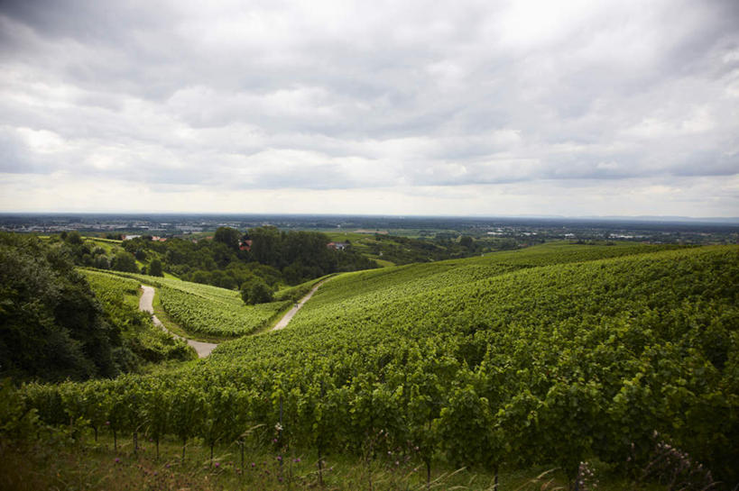 无人,果园,农田,横图,室外,白天,正面,旅游,度假,庄稼,梯田,农作物,草地,草坪,美景,山,山脉,田园,植物,德国,欧洲,阴影,曲折,弯曲,光线,影子,景观,山峰,云,云朵,山峦,云彩,娱乐,葡萄园,草,树,树木,蓝色,绿色,白云,蓝天,天空,阳光,自然,庄园,群山,天,享受,休闲,景色,放松,蜿蜒,生长,晴朗,成长,西欧,自然风光,德意志联邦共和国,巴登.符腾堡,巴登.符腾堡州,巴符州,巴登巴登,晴空,彩图,耕地,庄稼田