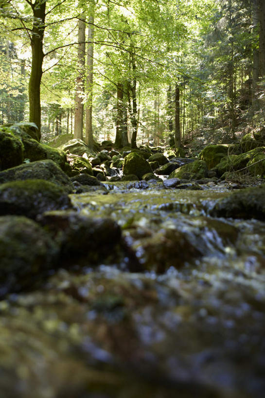 无人,竖图,室外,白天,正面,旅游,度假,河流,石头,美景,树林,水,植物,德国,欧洲,阴影,波纹,朦胧,模糊,光线,石子,影子,河水,景观,水流,涟漪,娱乐,树,树木,绿色,倒影,水纹,小溪,阳光,自然,波浪,溪水,享受,休闲,景色,放松,生长,成长,倒映,西欧,自然风光,德意志联邦共和国,水晕,巴登.符腾堡,巴登.符腾堡州,巴符州,反照,巴登巴登,石块,岩石,彩图