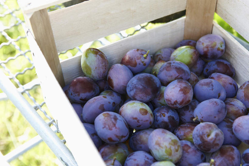 无人,横图,俯视,室外,特写,白天,李子,水果,许多,阴影,新鲜,光线,木制,影子,生食,食品,果实,筐子,很多,食物,紫色,阳光,木制品,有机食品,绿色食品,红李,鸡血李,杏李,彩图,高角度拍摄