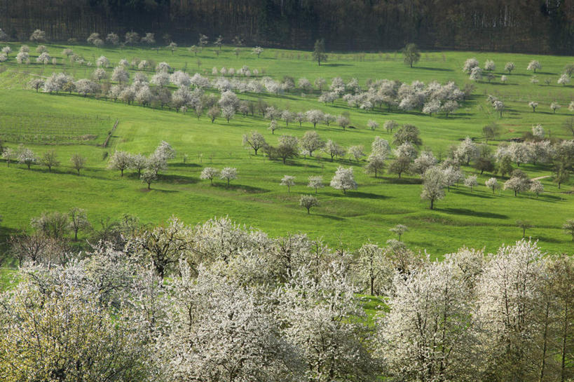 无人,横图,俯视,室外,白天,旅游,度假,草地,草坪,美景,山,山脉,植物,道路,路,樱桃,德国,欧洲,许多,阴影,光线,影子,景观,山峰,小路,果树,交通,山峦,很多,樱桃树,娱乐,草,树,树木,绿色,阳光,自然,群山,享受,休闲,景色,放松,乡间小路,生长,成长,西欧,自然风光,德意志联邦共和国,巴登.符腾堡,巴登.符腾堡州,巴符州,巴登巴登,樱珠,莺桃,英桃,楔桃,牛桃,荆桃,彩图,高角度拍摄