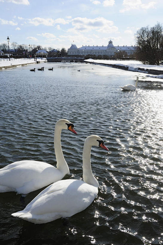 游泳,无人,家,竖图,室外,白天,正面,旅游,度假,河流,名胜古迹,水,雪,植物,大雪,标志建筑,地标,建筑,鸟,野生动物,天鹅,德国,欧洲,阴影,波纹,遗迹,光线,鸟类,影子,堡垒,城堡,房屋,屋子,河水,积雪,水流,雪景,云,云朵,冬季,冬天,涟漪,云彩,注视,古迹,文物,娱乐,建设,古建筑,楼房,慕尼黑,住宅,树,树木,蓝色,绿色,白色,白云,倒影,蓝天,水纹,天空,阳光,自然,动物,波浪,天,观察,看,两只,享受,休闲,旅游胜地,放松,寒冷,可爱,生长,晴朗,成长,观看,察看,倒映,西欧,要塞,关注,古文明,德意志联邦共和国,首府,水晕,严寒,泅水,巴伐利亚,巴伐利亚州,拜恩州,拜恩自由州,反照,宁芬堡,宁芬堡皇宫,拍浮,设防,晴空,鹄,彩图,全身,房子