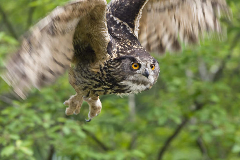 无人,横图,室外,特写,白天,正面,美景,树林,植物,猫头鹰,鸟,野生动物,飞翔,阴影,朦胧,模糊,飞行,光线,鸟类,影子,景观,翱翔,注视,飞,树,树木,一只,绿色,阳光,自然,动物,景色,凝视,生长,成长,自然风光,凶猛,凝望,谛视,残暴,凶残,鸮,枭,彩图,全身