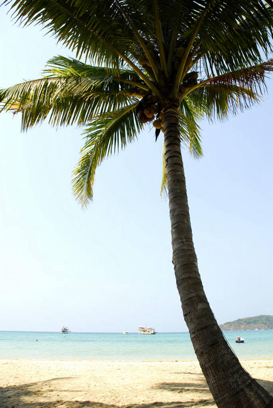 无人,竖图,室外,白天,正面,旅游,度假,海浪,海洋,美景,沙滩,植物,棕榈树,叶子,泰国,亚洲,阴影,光线,沙子,影子,海岸,景观,浪花,绿叶,树桩,沙地,娱乐,树,树干,树木,蓝色,绿色,蓝天,天空,阳光,自然,海水,天,享受,休闲,嫩叶,木桩,景色,放松,东南亚,生长,晴朗,成长,自然风光,海景,棕榈叶,万里无云,泰王国,昌岛,叶,叶片,大海,风浪,海,海水的波动,海滩,近岸浪,涌浪,晴空,晴空万里,彩图