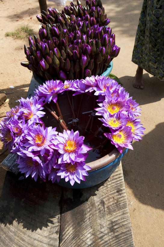 东方人,一个人,站,竖图,俯视,室外,白天,民族服装,旅游,度假,纯洁,桌面,桌子,标志建筑,地标,建筑,莲花,斯里兰卡,亚洲,仅一个年轻女性,仅一个女性,仅一个人,阴影,节日,光线,木制,影子,黄种人,文化,娱乐,建设,阳光,木制品,容器,祈祷,站着,享受,休闲,健康,旅游胜地,放松,许愿,宗教,信仰,纪念,储藏,祈求,富贵,神圣,储存,南亚,祭品,纯净,斯里兰卡民主社会主义共和国,六月花神,正直,阿努拉达普拉,平安,荷花,六月春,藕花,水芙蓉,年轻女性,女人,女性,亚洲人,站立,半身,彩图,高角度拍摄,传统服装,民俗服,贮存