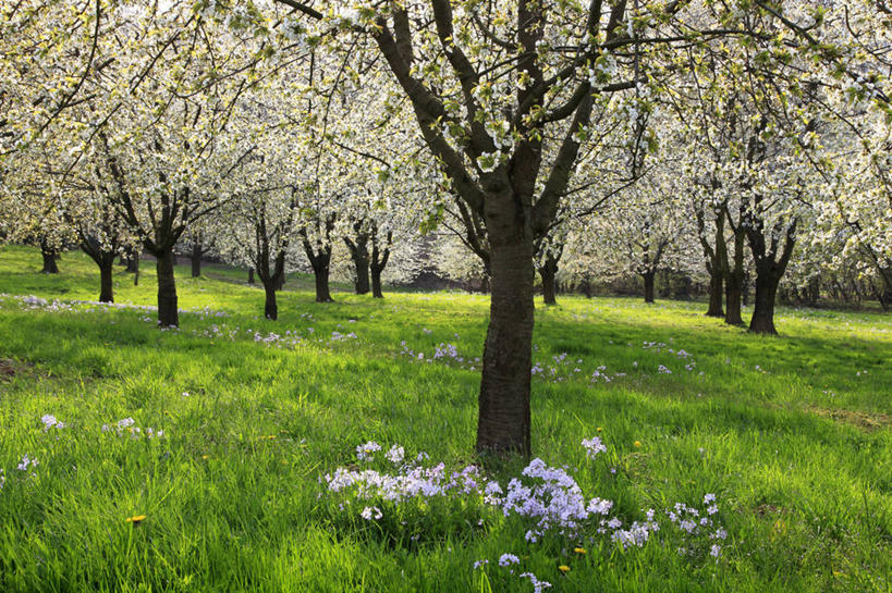 无人,横图,室外,白天,正面,旅游,度假,草地,草坪,美景,植物,德国,欧洲,阴影,盛开,光线,影子,景观,果树,花蕾,娱乐,草,花,花瓣,花朵,鲜花,树,树木,绿色,白色,阳光,自然,花苞,花蕊,享受,休闲,景色,放松,生长,成长,西欧,自然风光,德意志联邦共和国,巴登.符腾堡,巴登.符腾堡州,巴符州,巴登巴登,彩图