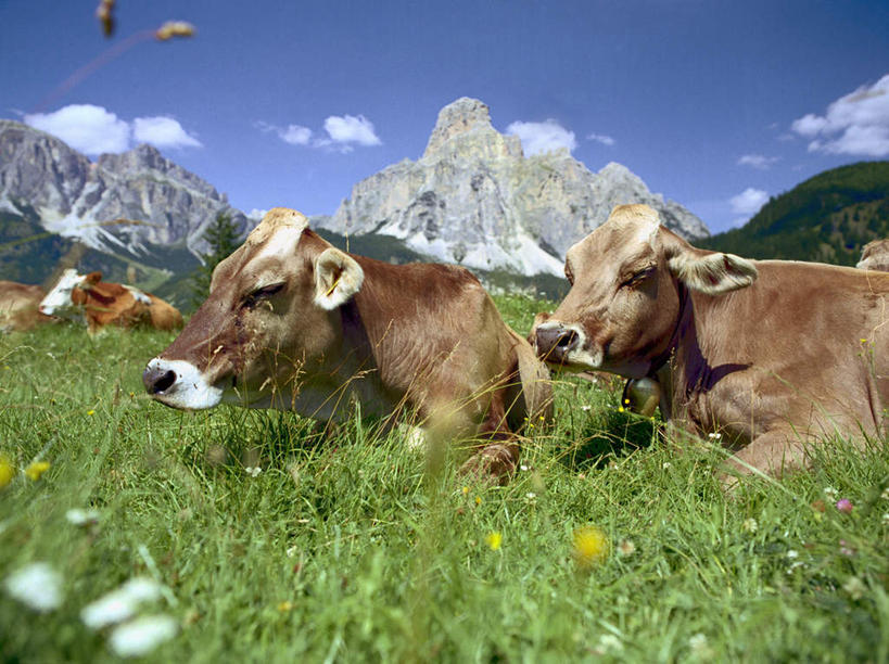 无人,农场,坐,横图,室外,白天,侧面,旅游,度假,畜牧业,牧场,草地,草坪,石头,美景,山,雪,雪山,植物,大雪,牛,意大利,欧洲,阴影,盛开,无头,光线,石子,影子,冰,积雪,景观,山峰,雪景,云,云朵,冬季,冬天,山峦,花蕾,云彩,注视,娱乐,草,花,花瓣,花朵,鲜花,蓝色,绿色,白云,蓝天,天空,阳光,自然,动物,天,花苞,花蕊,观察,看,享受,休闲,家畜,景色,放松,寒冷,牲畜,晴朗,观看,察看,冰冷,关注,南欧,自然风光,畜牧,意大利共和国,牧业,严寒,冰凉,酷寒,凛冽,凛凛,极冷,石块,岩石,晴空,坐着,半身,彩图