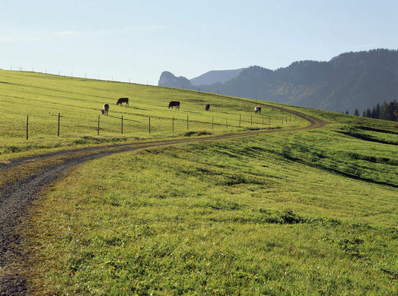 无人,栏杆,站,吃,横图,室外,白天,侧面,旅游,度假,草地,草坪,美景,山,山脉,植物,道路,路,牛,德国,欧洲,阴影,光线,影子,栅栏,景观,篱笆,山峰,云,云朵,围栏,小路,交通,山峦,云彩,娱乐,护栏,草,树,树木,蓝色,绿色,白云,蓝天,天空,阳光,自然,动物,群山,天,站着,享受,休闲,家畜,景色,放松,牲畜,生长,成长,连绵,绵延,西欧,自然风光,五头,德意志联邦共和国,巴伐利亚,巴伐利亚州,拜恩州,拜恩自由州,联贯,嚼,食,站立,彩图,全身