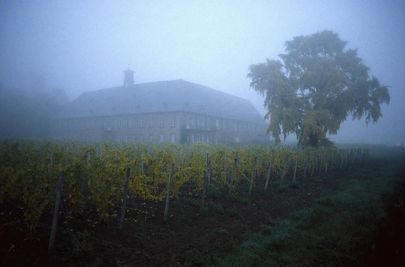 无人,家,果园,横图,室外,白天,正面,旅游,度假,美景,田园,植物,雾,德国,欧洲,一排,许多,朦胧,模糊,整齐,并列,并排,房屋,屋子,景观,拂晓,黎明,很多,娱乐,楼房,葡萄园,架子,住宅,树,树木,排列,绿色,自然,庄园,享受,休闲,景色,放松,生长,成长,支撑,固定,迷雾,西欧,队列,自然风光,平行,葡萄架,德意志联邦共和国,大雾,彩图,房子