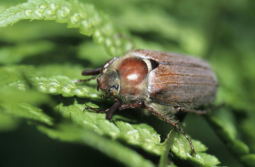 无人,横图,俯视,室外,特写,白天,旅游,度假,美景,叶子,阴影,朦胧,模糊,光线,昆虫,影子,景观,绿叶,娱乐,一只,灰色,阳光,自然,动物,趴着,享受,休闲,嫩叶,景色,放松,自然风光,益虫,圣甲虫,叶,叶片,趴,彩图,高角度拍摄,全身
