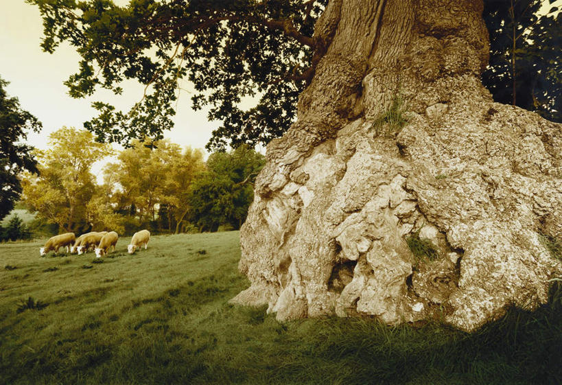 无人,站,吃,横图,室外,白天,正面,旅游,度假,草地,草坪,美景,植物,牛,德国,欧洲,阴影,光线,影子,景观,云,云朵,云彩,娱乐,草,树,树木,蓝色,绿色,白云,蓝天,天空,阳光,自然,动物,天,站着,享受,休闲,家畜,景色,放松,牲畜,生长,成长,西欧,自然风光,五头,德意志联邦共和国,母牛,嚼,食,站立,彩图,全身