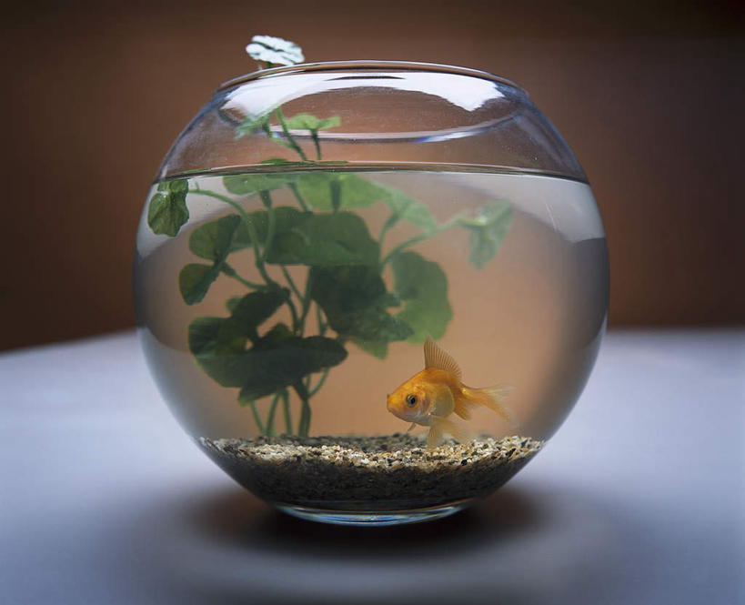 游泳,无人,横图,室内,白天,侧面,水,桌面,叶子,玻璃,一条,阴影,红色背景,光线,金鱼,鱼,沙子,液体,影子,水滴,灯光,绿叶,金黄,鱼缸,鱼类,玻璃制品,一个,嫩叶,摄影,影棚,观赏鱼,金鲫鱼,泅水,拍浮,叶,叶片,彩图,全身,影棚拍摄,拍摄