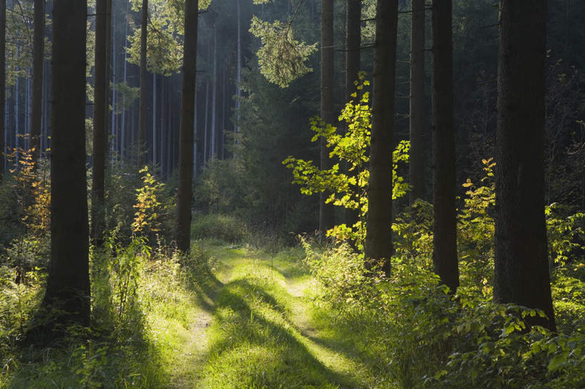 无人,横图,室外,正面,安全,美景,森林,树林,植物,德国,欧洲,阴影,平静,光线,影子,景观,树,树木,绿色,阳光,自然,景色,生长,成长,宁静,西欧,自然风光,和平,安详,德意志联邦共和国,巴伐利亚,巴伐利亚州,拜恩州,拜恩自由州,太平,安适,安好,宁靖,彩图