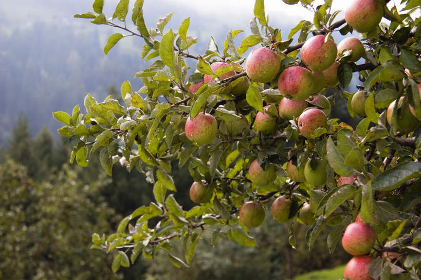 无人,果园,横图,室外,白天,正面,度假,美景,山,山脉,田园,植物,苹果,景观,山峰,果树,山峦,娱乐,树,树木,绿色,自然,群山,享受,休闲,健康,景色,放松,生长,成长,苹果树,田庄,安康,康健,园子,彩图