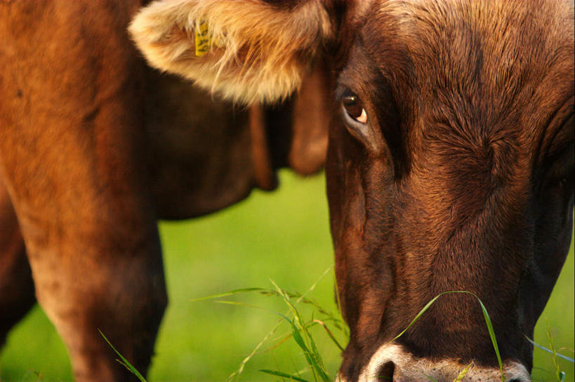 无人,吃,横图,室外,白天,正面,草地,草坪,植物,牛,阴影,光线,影子,注视,草,一只,绿色,阳光,动物,观察,看,家畜,牲畜,观看,察看,关注,努力,勤奋,勤劳,勤恳,勤勉,嚼,食,半身,彩图