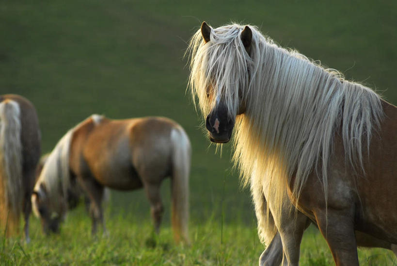 无人,横图,室外,白天,正面,旅游,度假,草地,草坪,植物,马,野生动物,阴影,光线,影子,棕色,注视,娱乐,草,绿色,白色,阳光,动物,低头,观察,看,站着,享受,休闲,放松,运输,牲畜,观看,察看,关注,三匹,半身,彩图