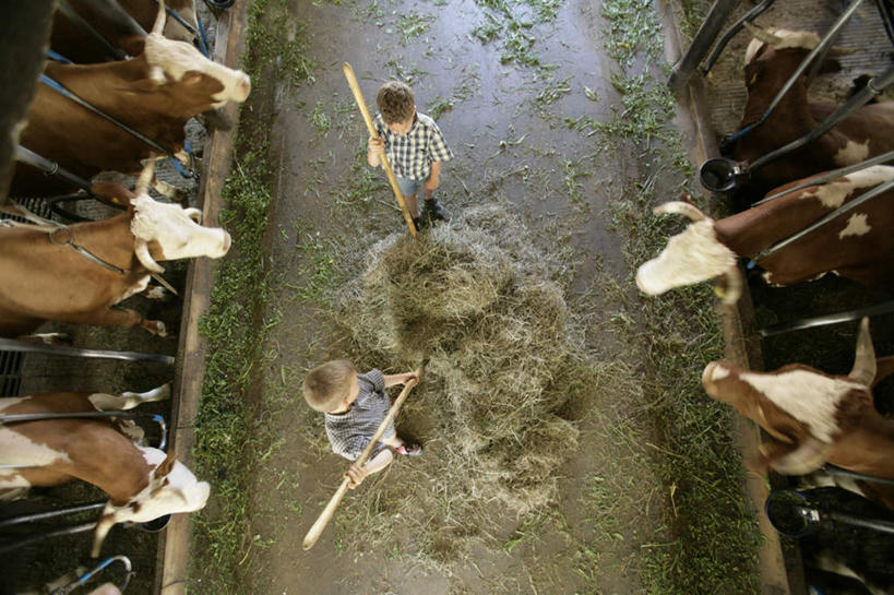 西方人,儿童,两个人,站,横图,俯视,室内,白天,牛,德国,欧洲,欧洲人,许多,阴影,光线,叉子,影子,稻草,拿,拿着,注视,小孩,阳光,自然,动物,观察,看,站着,家畜,牲畜,观看,察看,西欧,关注,自然风光,德意志联邦共和国,牛棚,巴伐利亚,巴伐利亚州,拜恩州,拜恩自由州,男孩,男人,男性,白种人,站立,彩图,高角度拍摄,全身,男生