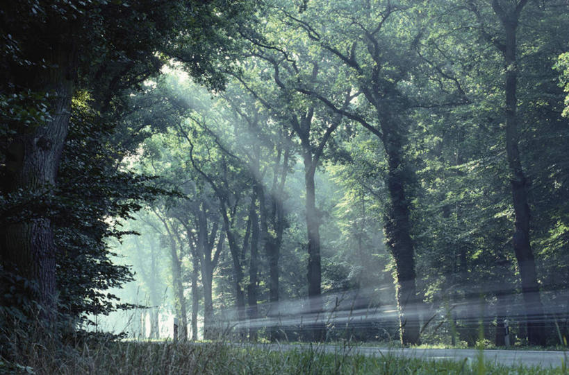 无人,横图,室外,白天,正面,旅游,度假,草地,草坪,美景,森林,树林,植物,德国,欧洲,阴影,光线,影子,景观,娱乐,草,树,树木,绿色,阳光,自然,享受,休闲,景色,放松,生长,成长,西欧,自然风光,德意志联邦共和国,萨克森州,萨克森自由州,彩图