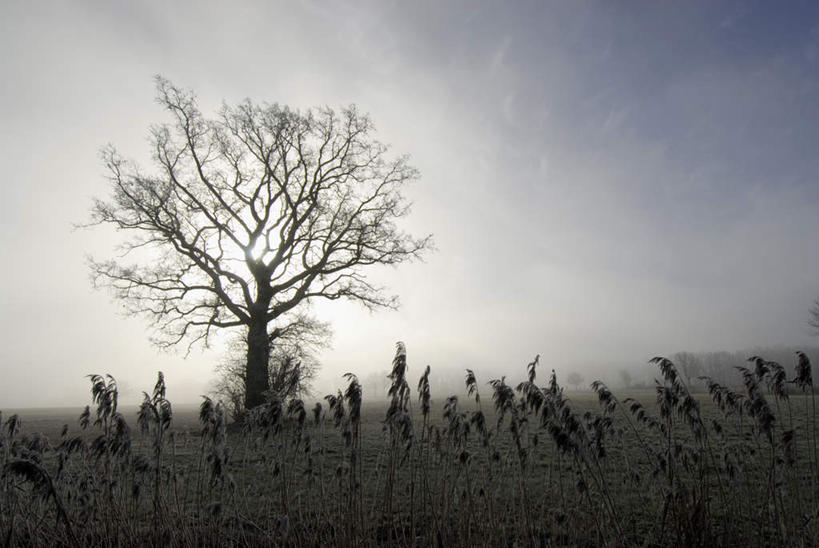 无人,横图,室外,白天,正面,美景,植物,芦苇,德国,欧洲,阴影,枯萎,光线,影子,景观,枯草,枯树,草,树,树木,黄色,蓝色,蓝天,天空,阳光,自然,天,景色,生长,晴朗,成长,西欧,自然风光,万里无云,德意志联邦共和国,巴伐利亚,巴伐利亚州,拜恩州,拜恩自由州,芦芛,芦,芦花,苇,晴空,晴空万里,彩图