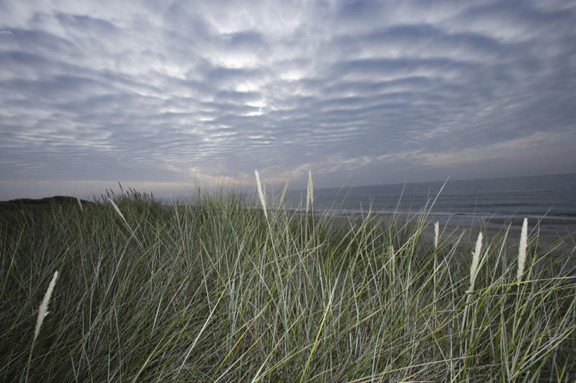 无人,横图,室外,白天,正面,旅游,度假,海浪,海洋,美景,沙滩,山,芦苇,德国,欧洲,沙子,海岸,景观,浪花,山峰,乌云,云,阴天,云朵,沙地,山峦,云彩,娱乐,天空,自然,海水,天,享受,休闲,景色,放松,昏暗,阴沉,西欧,自然风光,海景,德意志联邦共和国,芦芛,石荷州,石勒苏益格.荷尔斯泰因,石勒苏益格.荷尔斯泰因州,芦,芦花,苇,大海,风浪,海,海水的波动,海滩,近岸浪,涌浪,彩图