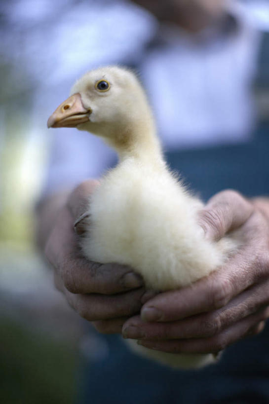 西方人,头,一个人,站,抱,竖图,室外,特写,白天,正面,工作服,制服,旅游,度假,鹅,鸟,欧洲,欧洲人,仅一个男性,仅一个人,阴影,光线,鸟类,毛,影子,注视,娱乐,一只,阳光,观察,看,站着,仅一个老年男性,享受,休闲,放松,转,抱着,观看,察看,幼鸟,关注,工作制服,老年男性,男人,男性,白种人,站立,半身,彩图,工作套服