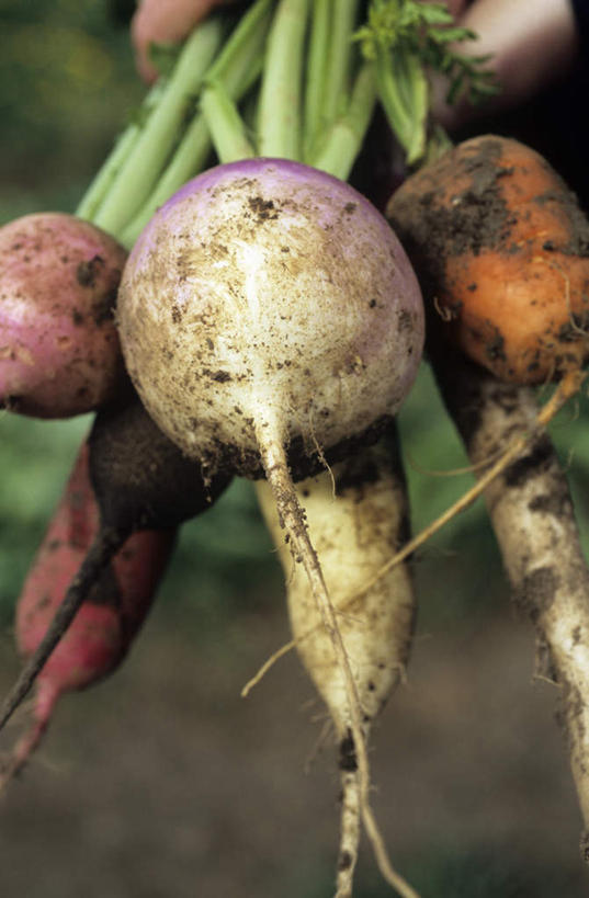 无人,竖图,俯视,室外,特写,白天,萝卜,胡萝卜,白萝卜,蔬菜,洋葱,阴影,朦胧,模糊,新鲜,光线,影子,泥土,土壤,食品,芜菁,食物,肮脏,有机食品,绿色食品,邋遢,蔓菁,盘菜,大头芥,龌龊,污秽,圆葱,洋葱头,球葱,莱菔,红萝卜,甘荀,彩图,高角度拍摄