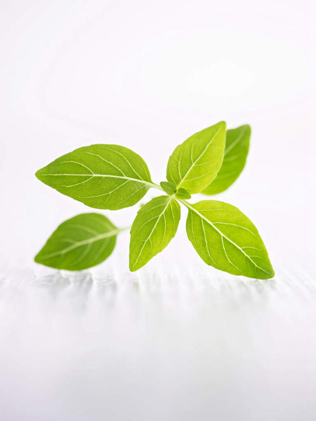 无人,竖图,室内,特写,白天,白色背景,正面,叶子,阴影,反射,影子,绿叶,绿色,嫩叶,摄影,影棚,叶,叶片,彩图,影棚拍摄,拍摄